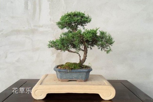 进口玫瑰——婷婷久久香蕉五月综合，爱情的奢华语言，跨越千里的浪漫传递